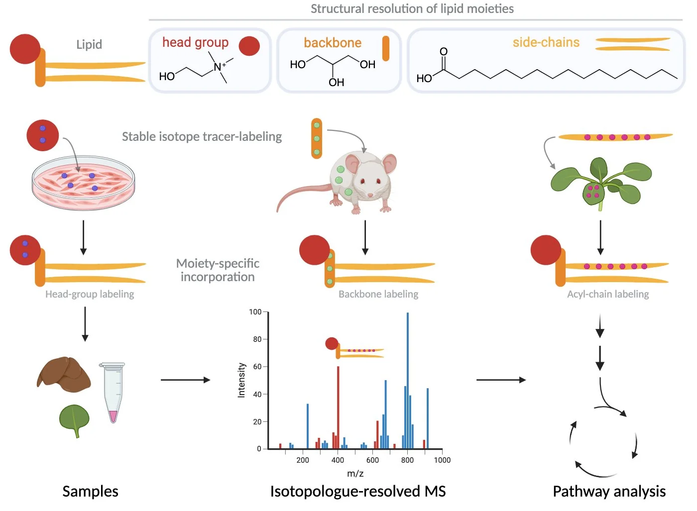 Tracer-based lipidomics: stable isotope labeling of lipid head groups, backbones, and acyl chains enables moiety-specific incorporation and quantitative pathway-level metabolic analysis by high-resolution mass spectrometry