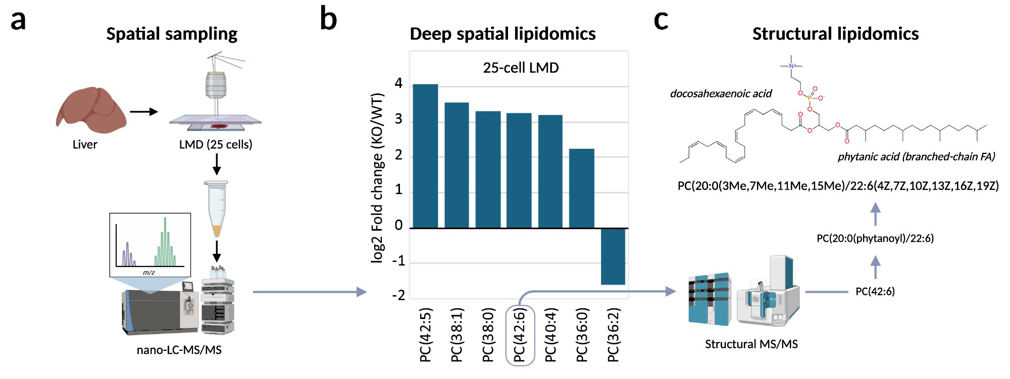 Proof-of-principle spatial lipidomics: laser microdissection of 25-cell liver regions followed by nano-LC–MS/MS, showing lipid remodeling detection and structural identification of individual lipid molecular species